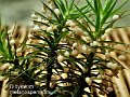Didymium melanospermum-amf1981
